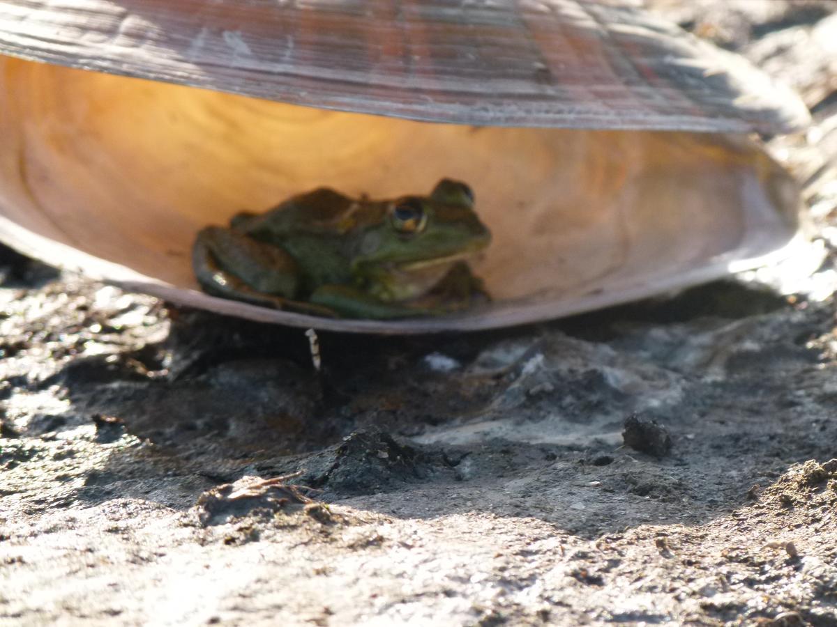 Camping Casuta Mihaela Crisan  Buitenkant foto